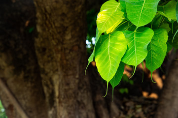 Group of green heart shaped bodhi leaves with tree bark background.