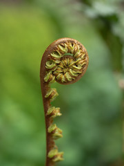 green fern leaf