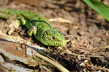 Green lizard crawling on dry grass