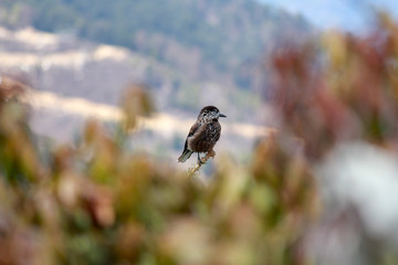 The spotted nutcracker or Eurasian nutcracker
