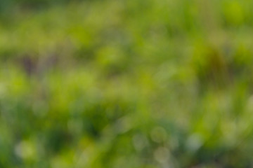 Green natural blurred abstract background