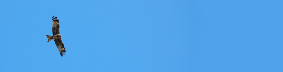 Red kite bird flying overhead against pale blue background