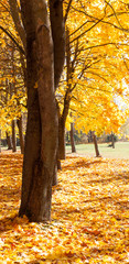 Beautiful yellow foliage