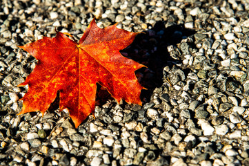 Colorful red maple leaf on the natural environment background.