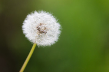 Dandelion flying on green background