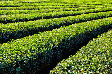 Green tea rows of tea plantation field background.