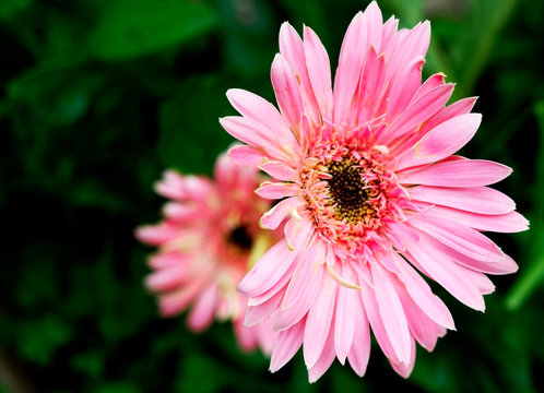 pink yerbera blooming in garden