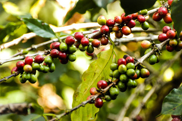 Fresh colorful coffee cherries  grown in rows,  some coffee fruits ripe and ready to pick with blurred background