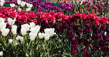 Beautiful bouquet of tulips nature background.