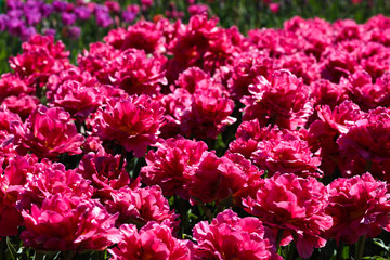 Beautiful bouquet of tulips nature background.