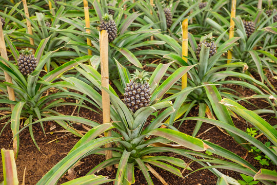Young sweet pineapple growing on a farm in the greenhouse on the Azores.