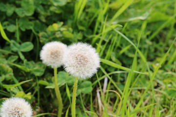 風景　たんぽぽ　綿毛　春　野原　渡良瀬　とちぎ