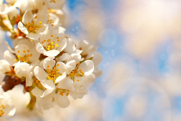 Delicate flowering spring branch. Macro. Flowering trees against a blue sky and sunlight. White flowers of apple tree close up.