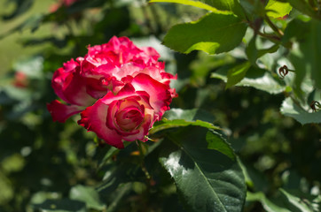 赤と白のバラ　紅白