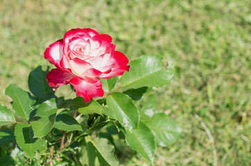 赤と白のバラ　紅白