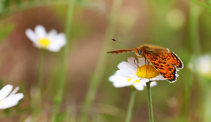 A butterfly sits on a daisy flower, close-up macro, a butterfly drinks nectar