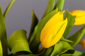 Bright tulips on the dark background