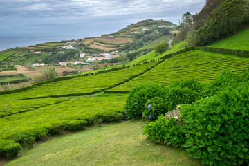 Tea plantation in Porto Formoso on the north coast of the island of Sao Miguel in Azores on a ocean and blue sky background.