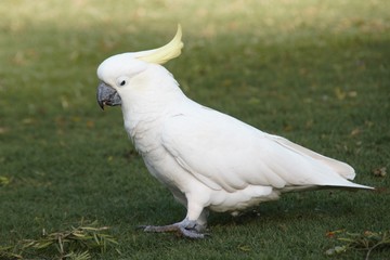 White parrot in the Sydney central park 