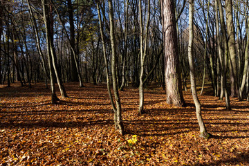 Bare trees growing in autumn park