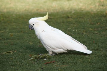 Beautiful big white parrot is cleaning the feet in Sydney central park 