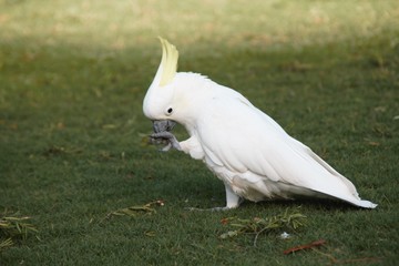 Very big white parrot posing in Sydney central park 