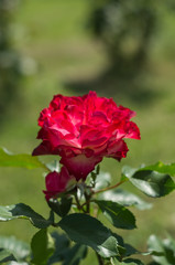 赤と白のバラ　紅白