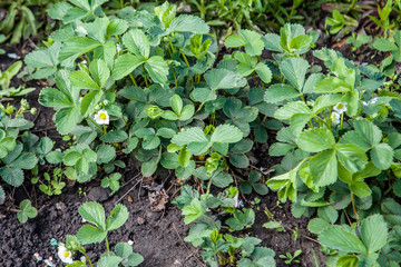 blooming Bush of strawberry