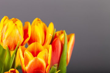 Bright tulips on the dark background