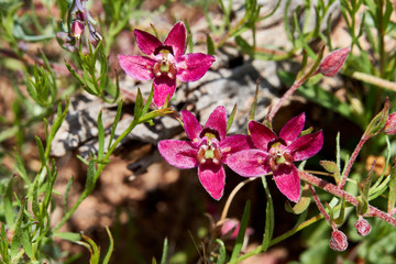 Close up Macro of Crimosn Beak Ratany Flowers in West Texas.