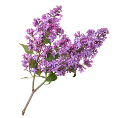 Lilac branch isolated on white background. Beautiful spring flowers