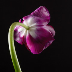 Purple single tulip isolated on a dark background