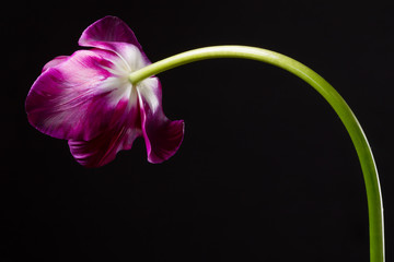 Purple single tulip isolated on a dark background