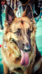 Dogs festival and competition  