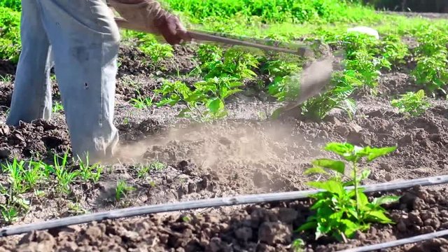 man working agriculture, using hoe to bring earth to the stem of the peppers plants.
