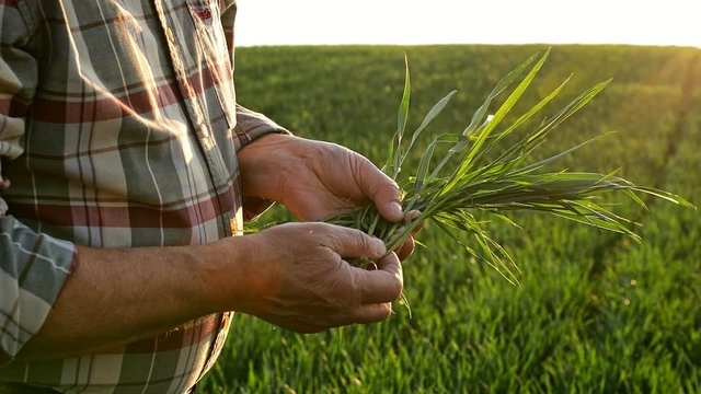 Close up of senior farmers hands examining wheat crop in field at sunset.