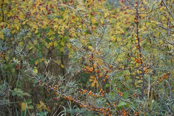 Herbstliche Ostseelandschaft mit Hagebutten und Sanddorn in der L&uuml;becker Bucht