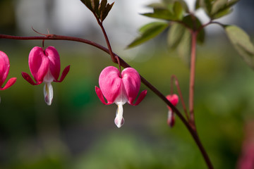 Asian bleeding heart