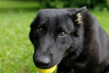Black dog, German Shepherd playing outside, with a ball in the mouth