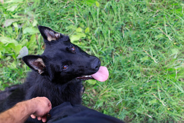 The dog looks at the instructor, German Shepherd training 