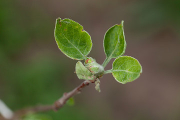 Small new leaves on an apple tree branch. Spring in the garden. Selection focus. Shallow depth of field