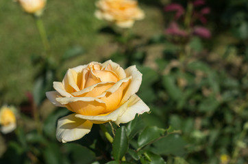 クリーム色のバラ