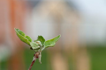 Small new leaves on an apple tree branch. Spring in the garden. Selection focus. Shallow depth of field