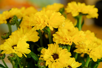 Colorful yellow and orange chrysanthemum flower bloom in the farm