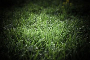 Flowers and dew on the grass. Spring in the garden. Selection focus. Shallow depth of field. Toned