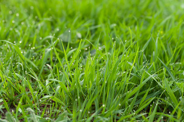 Fototapeta na wymiar Flowers and dew on the grass. Spring in the garden. Selection focus. Shallow depth of field