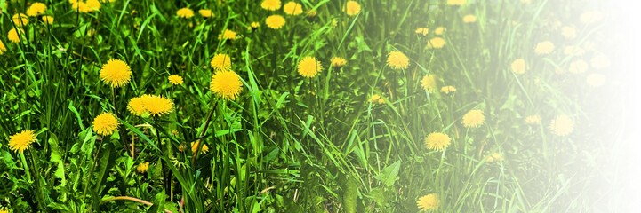 Blooming dandelions screensaver for banner, website