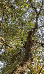 The view from below and up along a crooked tree trunk growing up towards the light image with copy space in portrait format