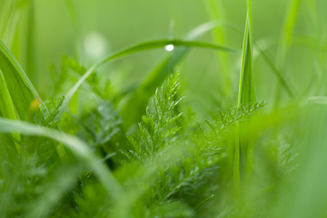Flowers and dew on the grass. Spring in the garden. Selection focus. Shallow depth of field