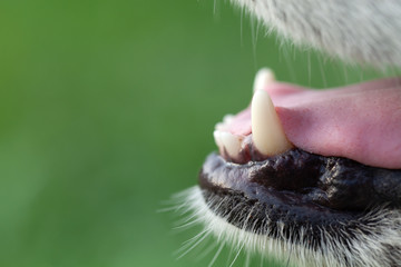 Alaskan Malamute breed dog close up. Selection focus. Shallow depth of field
